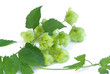 Hopfen - hop 08