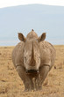 Rhinocéros