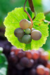 Grape