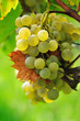 White grape