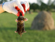 Foto: dangerous, live mole in hand, showing claws and paws dangerous, live mole in hand, showing claws and paws