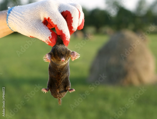 Photo: dangerous, live mole in hand, showing claws and paws dangerous, live mole in hand, showing claws and paws