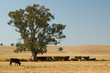 Cows in shade, Australia