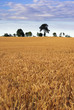 Farm field - triticale cultivation. Europe, Poland. Adobe RGB.