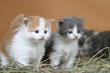 chatons curieux