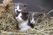3 chatons curieux