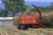 agricolture