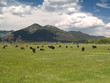 Cattle grazing by Sangre de Cristo mountains, NM
