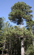 Forêt de pins laricio en Sicile