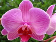 Orchidée