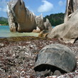 tortue des Seychelles sur l'île Curieuse
