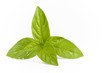 Basil Leaves are isolated against a white background