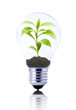 eco concept: lightbulb with young plant inside