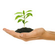 Foto: Young plant in female's hand - starting up concept Young plant in female's hand - starting up concept