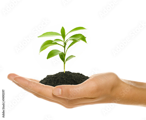 Photo: Young plant in female's hand - starting up concept Young plant in female's hand - starting up concept