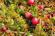 Wild cramberries growing in bog, autumn harvesting