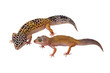 Lezard