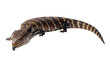 Lezard1
