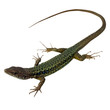 Lezard2