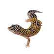 Lezard4