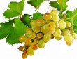 grappe de muscat d'Alexandrie