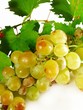 grappe de muscat d'Alexandrie