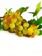grappe de muscat d'Alexandrie