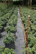 plant nursery