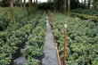 plant nursery