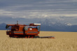 Idaho Wheat Field