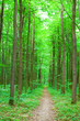 green nature. forest in summer