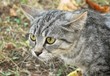 gatto attento