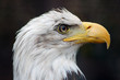 American eagle