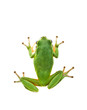 Foto: Green Tree Frog. Top view. Isolated on white background. Green Tree Frog. Top view. Isolated on white background.