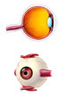 Human eye interior and exterior anatomy. Human eye interior and exterior anatomy.