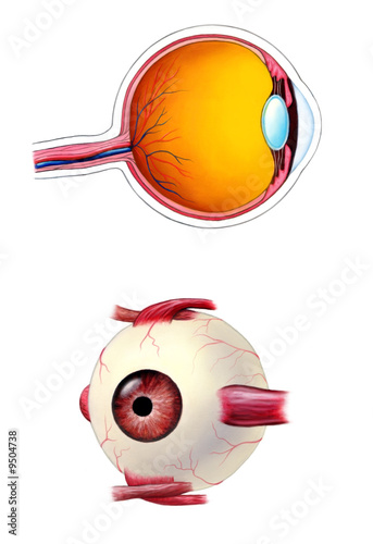 Human eye interior and exterior anatomy. Human eye interior and exterior anatomy.