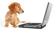 Dachshund puppy looking at a laptop