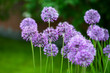 Photo: Flowers in a garden Flowers in a garden