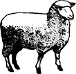 Schaf