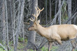 Bull elk in the woods