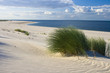Gras am Strand