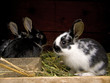 Junge Kaninchen im Hasenstall Junge Kaninchen im Hasenstall