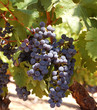 Napa vineyard