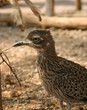 Roadrunner