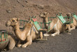 Fila de camellos esperando a los turistas en Canarias
