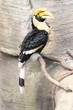 770 - Nashornvogel