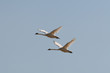 Oiseau 03