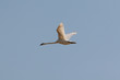 Oiseau 05