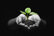 plant in hands
