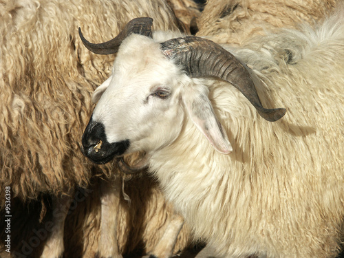 Photo: close up image of sheep close up image of sheep